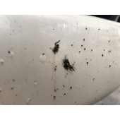 Odstraňovač hmyzu CarPro Bug Out (500 ml)